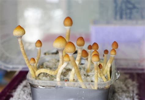 Psilocybin mushroom spores legal